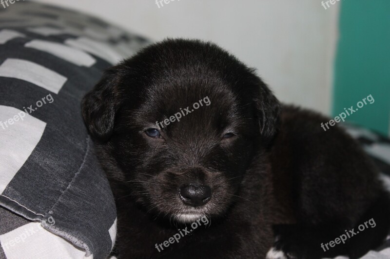 Puppy Adorable Beautiful Blackie Free Photos