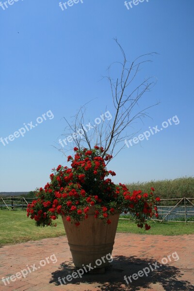 Pot Large Tall Bush Rose