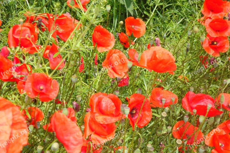 Poppies Red Poppy Field Of Poppies Free Photos