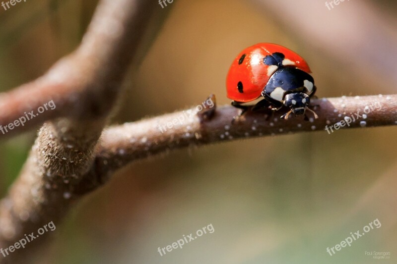 Ladybug Macro Bug Nature Free Photos