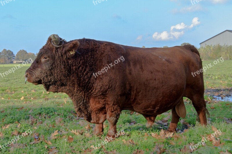 Nature Bull Pasture Animals Free Photos