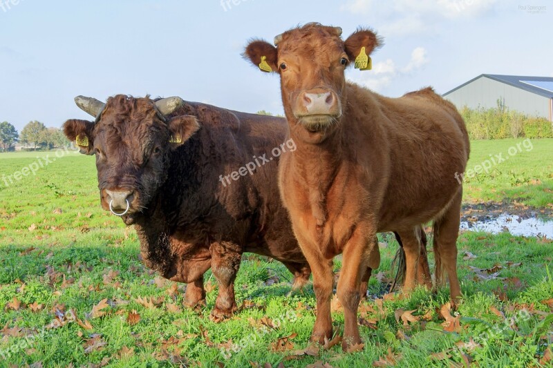 Nature Cow Bull Pasture Animals