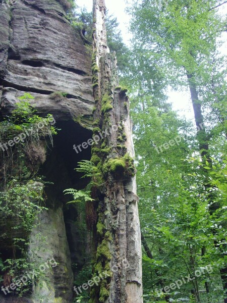 Tree Moss Czech Republic Glade Free Photos