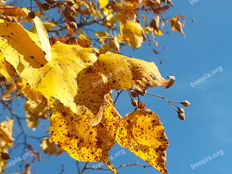 Golden Golden October Azure Golden Leaves Free Photos