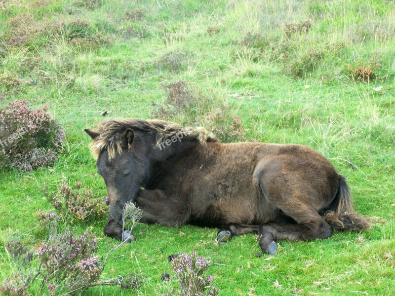 Pony Dartmoorpony Foal Dartmoor National Park