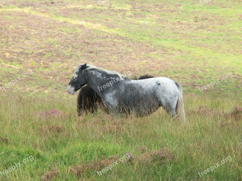 Ponies Patched Dartmoor National Park England