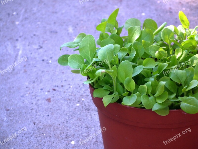 Flowers Seedlings Ornamental Plant Garden Flower Flower