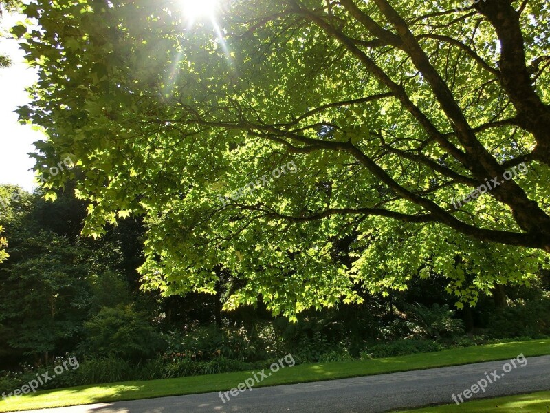 Tree Garden England Tregwainton Backlighting