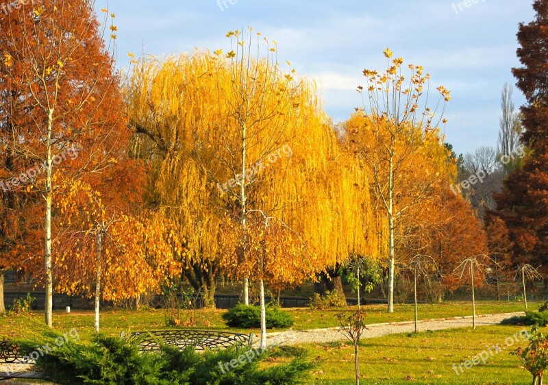 Autumn Forest Trees Autumn Forest Colorful