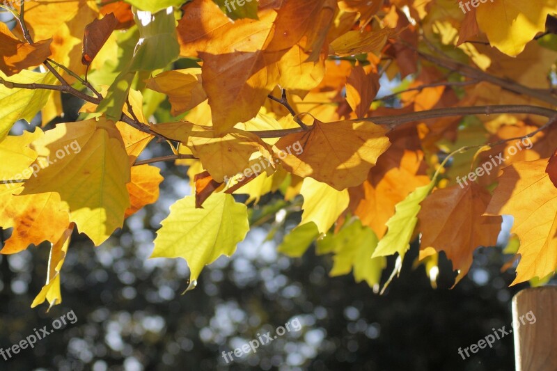 Leaves Golden Autumn Leaves In The Autumn Autumn Colorful