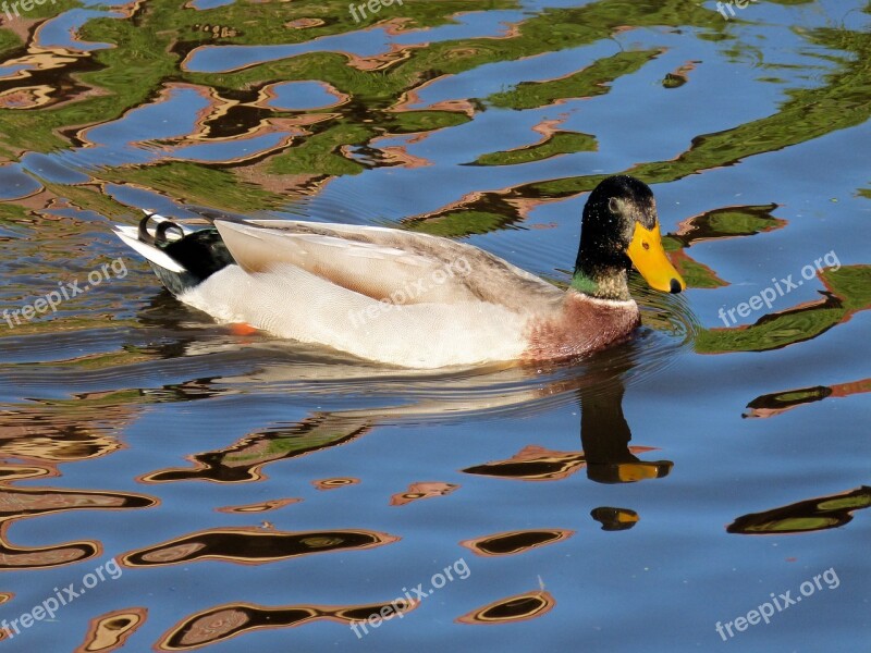 Duck Water Wild Bird Nature Head