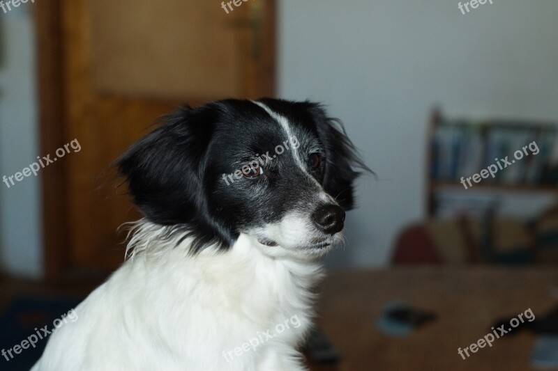 Dog Portrait Head Friend Fur