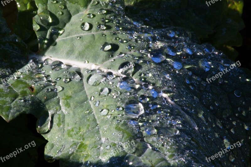 Leaf Beet Leaf Dew Drop Of Water Morning