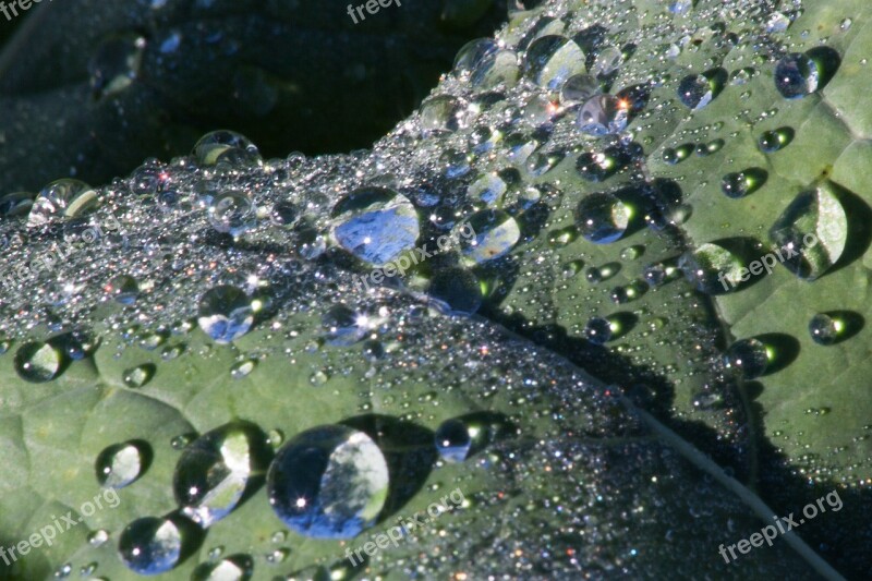 Leaf Beet Leaf Dew Drop Of Water Morning