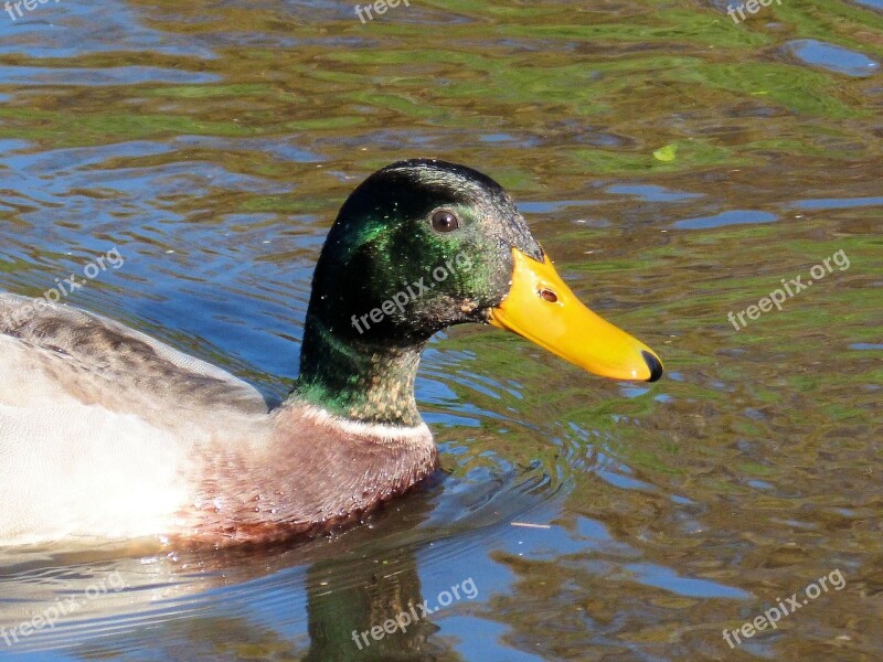 Duck Water Bird Nature Head