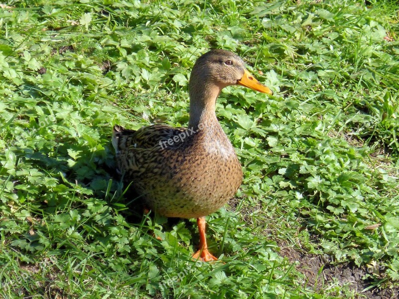 Duck Female Bird Portrait Head