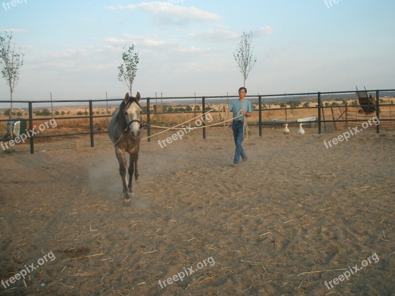 Desbrabando Dressage Training Horse Free Photos