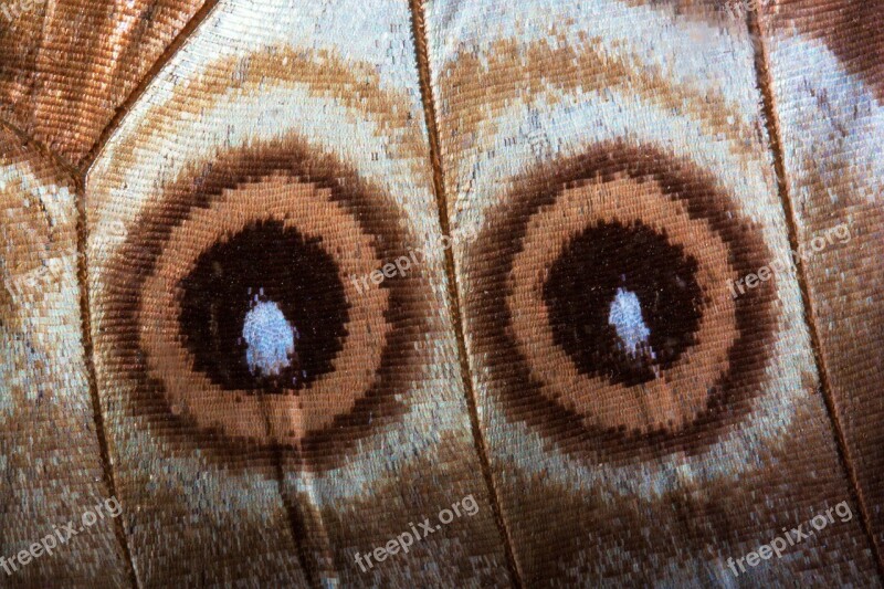 Eyes Butterfly Exotic South America Amazon