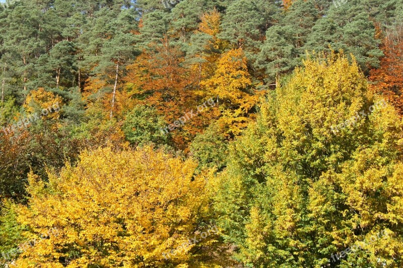 Autumn Forest Trees Leaves Golden October