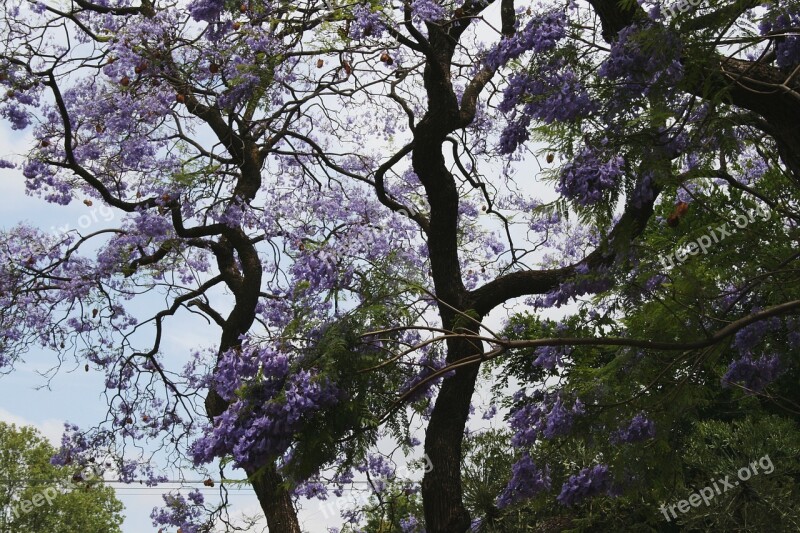 Tree Jakaranda Curvy Winding Branches Flowers