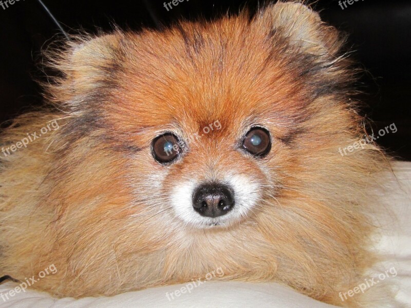 Pomeranian Orange Color Dog Breed Dwarf Free Photos