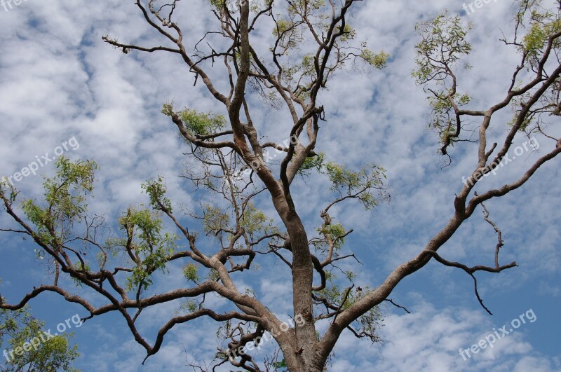 Trees Nature Plants Green Sky