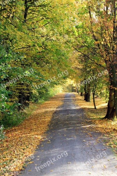 Autumn Leaves Away Tree Trees