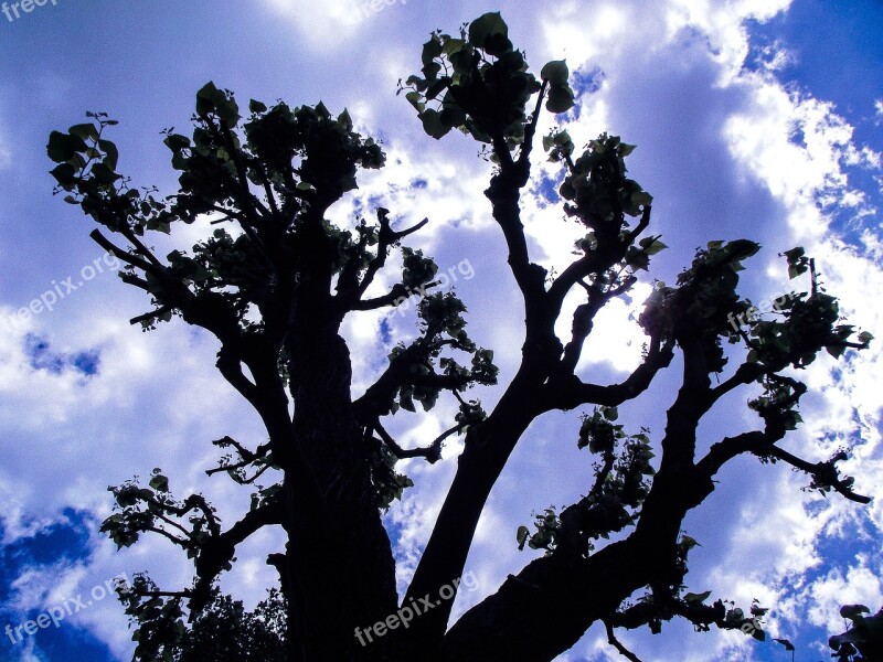 Sky Blue Clouds Day Tree