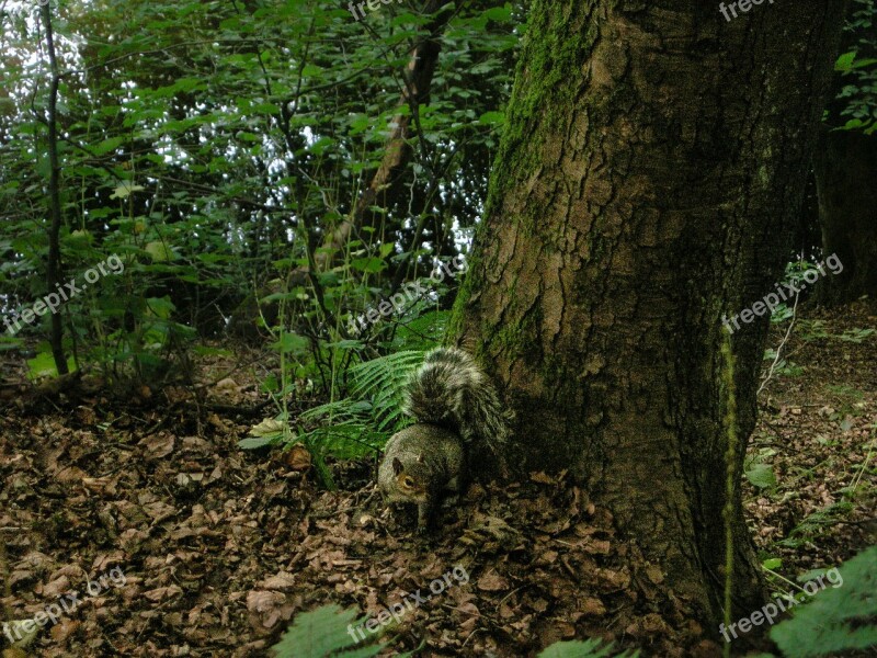 Botanic Garden Botanical Garden Green Forest Nature