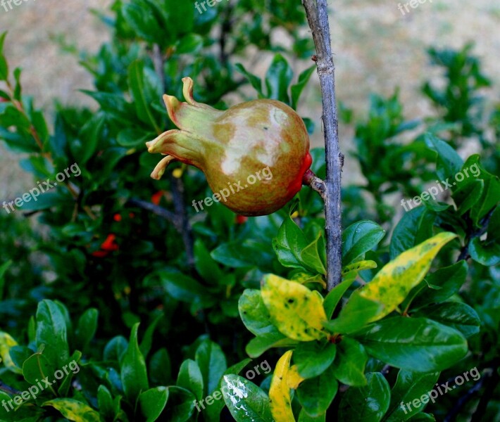 Pomegranate Fruit Young Swollen Green