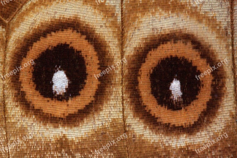 Eyes Butterfly Exotic South America Amazon