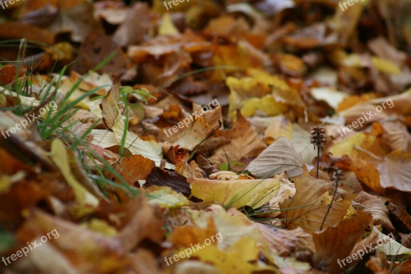 Autumn Leaves Fall Foliage Golden Autumn Leaves In The Autumn