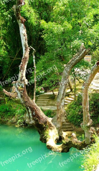 Asia China Libo Dead Tree In Water River