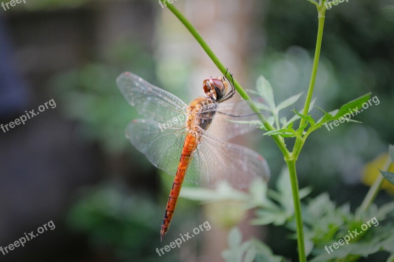 Dragonfly Anisoptera Insect Animal Wildlife