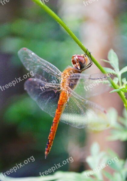 Dragonfly Insect Anisoptera Animal Wildlife