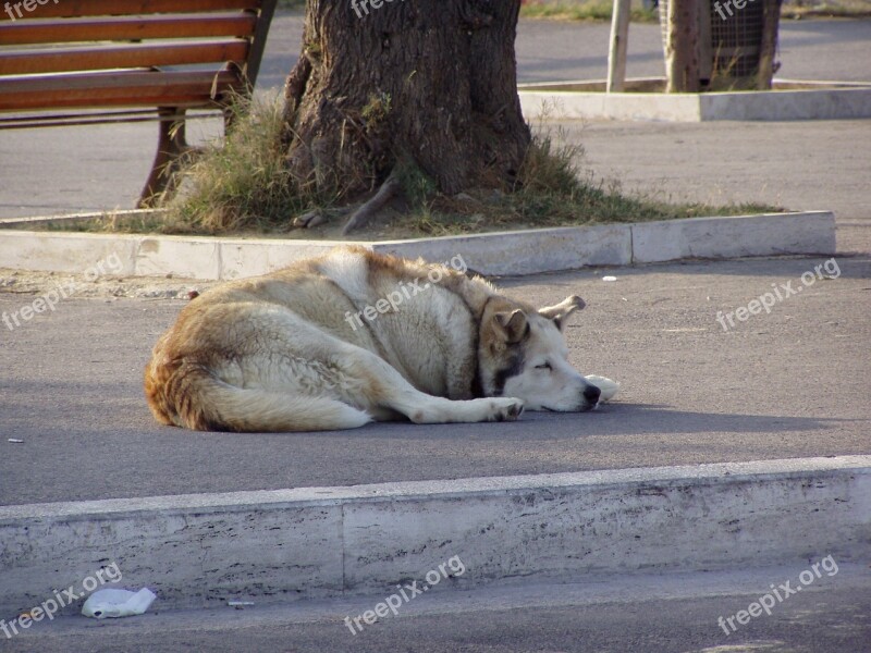 Dog Sleep Road Canino Animal