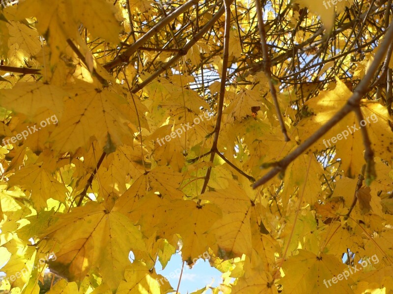 Yellow Leaves Nature Autumn Colours Shine Through Fall Foliage