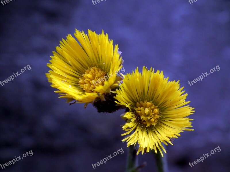 Flowers Mother And Stepmother Spring Yellow Flower