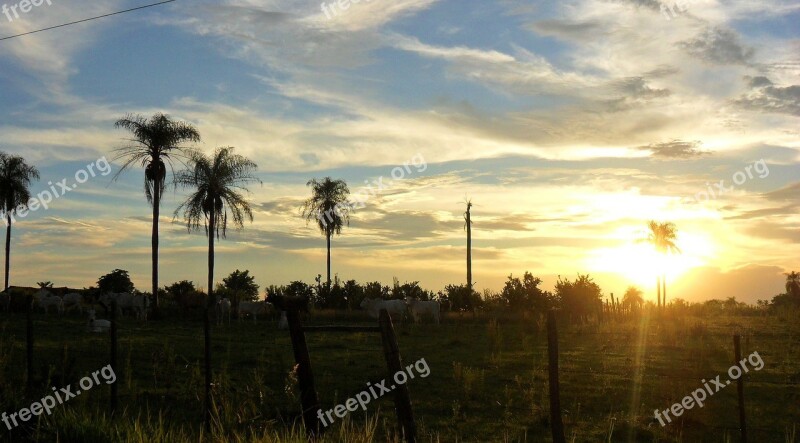 Sunset Palm Trees Paraguay Landscape Free Photos