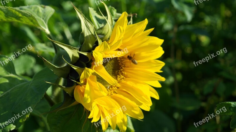 Sunflower Flowers Summer Yellow Helianthus