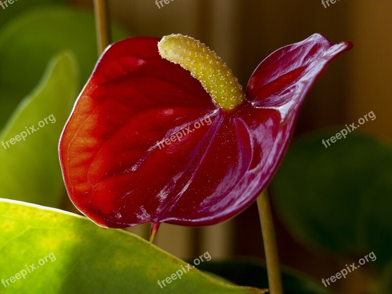 Red Calla Flower Macro Indoor