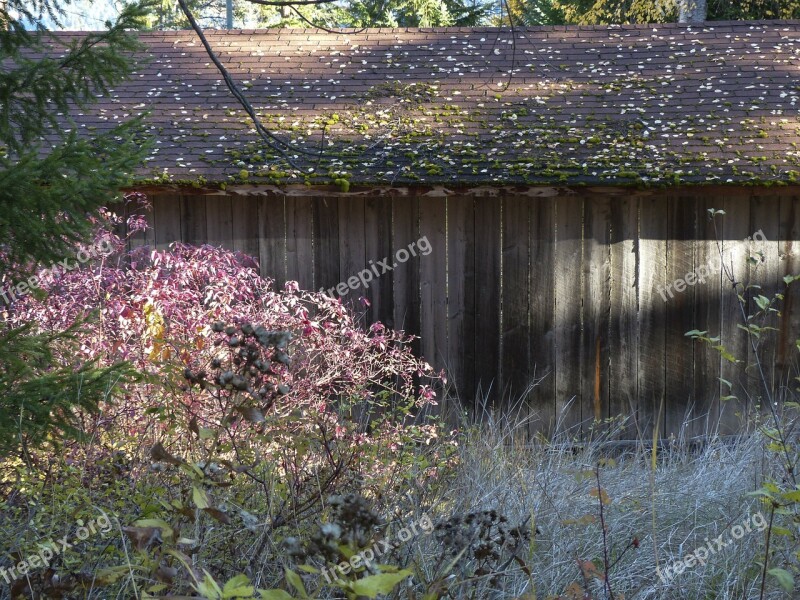 Old Wooden Shed Moss Covered Roof