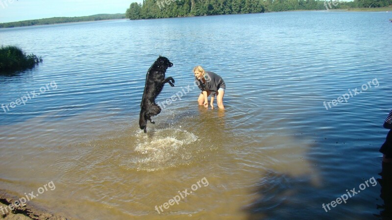 Dog Happy Summer Died Sweden