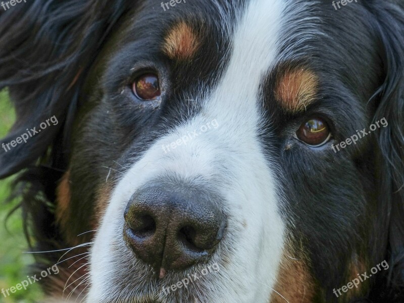 Bernese Mountain Dog Head Portrait Canine Dog