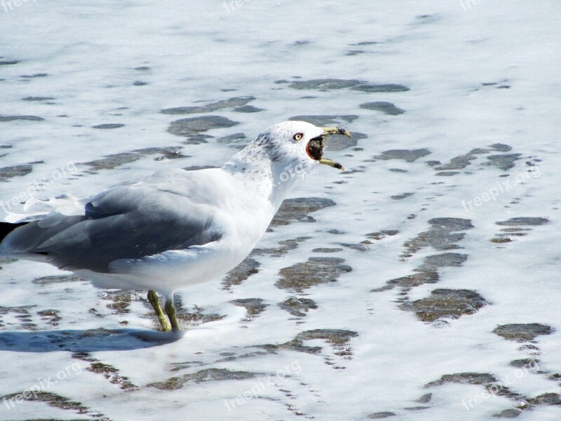 Lunch Gull Seagull Fresh Fish