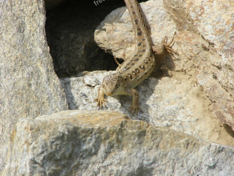 Lizard Sand Lizard Nature Animals Brown