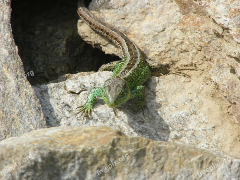 Lizard Animals Nature Sand Lizard Green