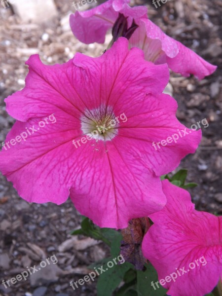 Pink Petunia Bloom Pink Flowers Flower