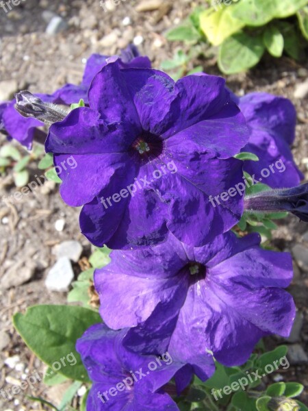 Purple Petunia Flowers Purple Flower Flower