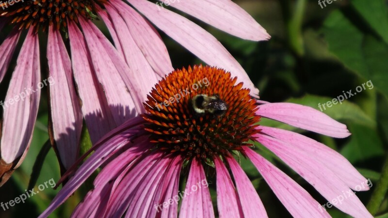 Bee Ecanacia Flower Purple Purple Flower Garden